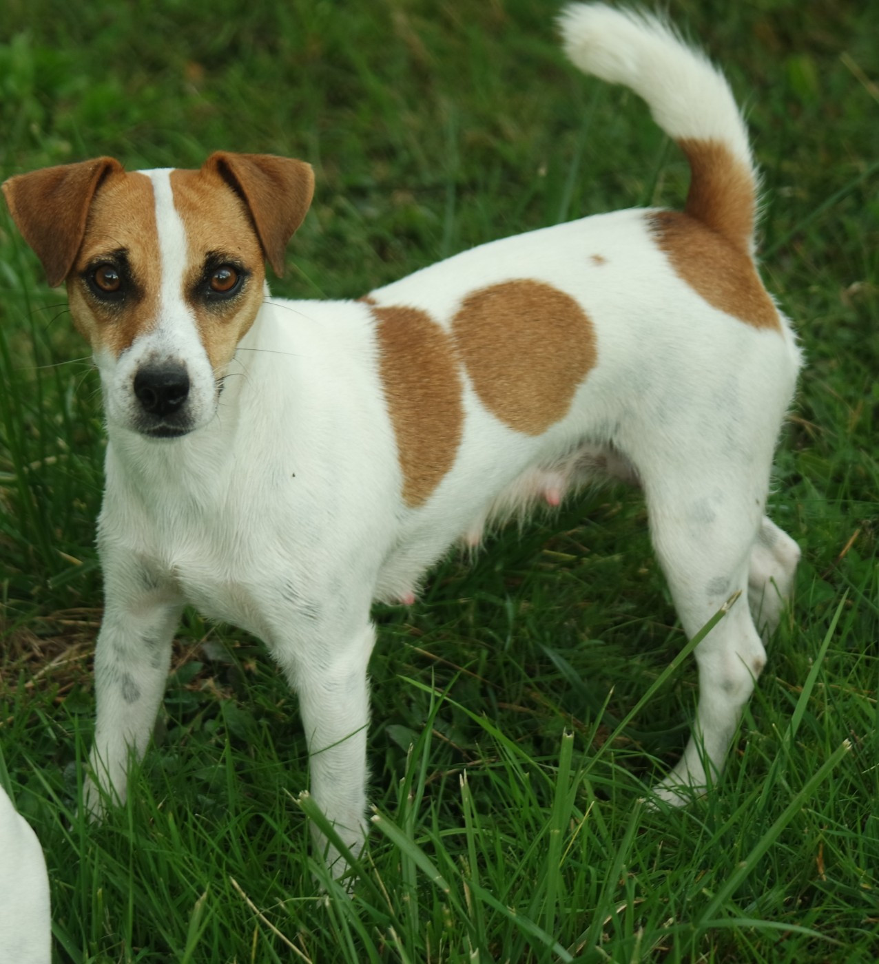 De La Montagne De Marchmp