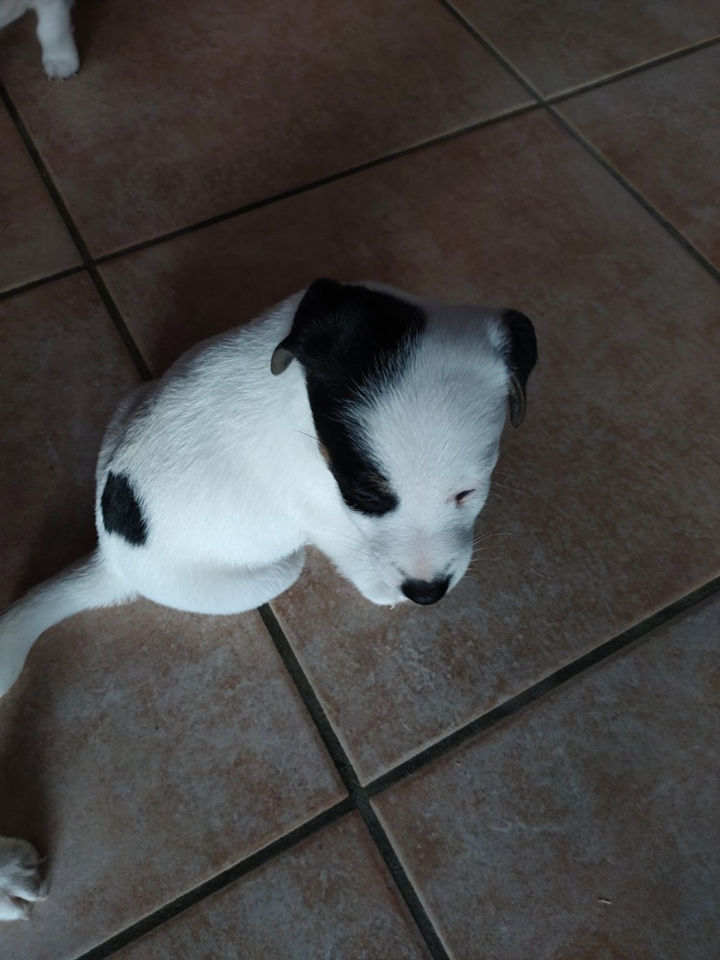 De La Montagne De Marchmp - Chiots disponibles - Jack Russell Terrier