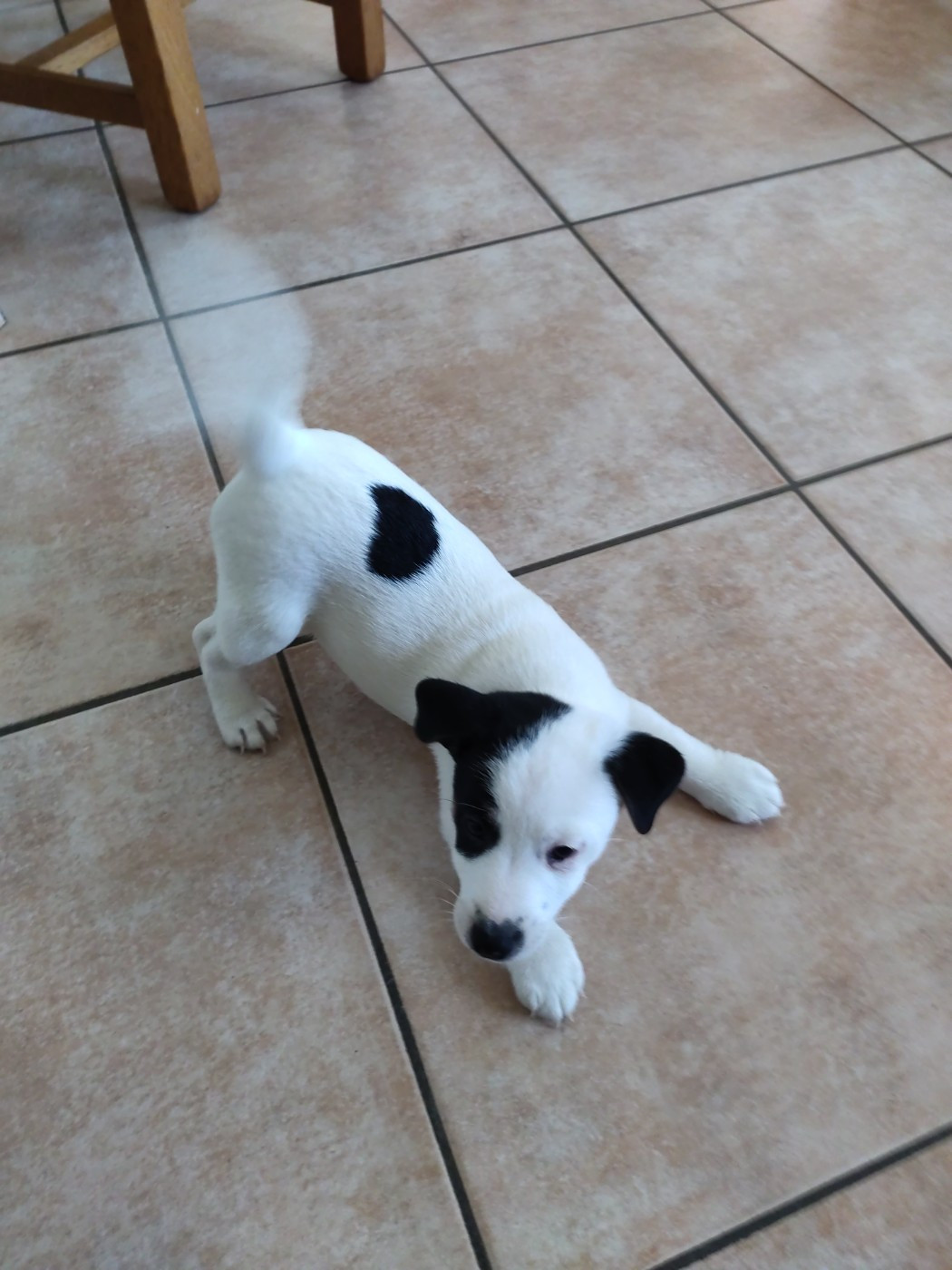 De La Montagne De Marchmp - Chiots disponibles - Jack Russell Terrier