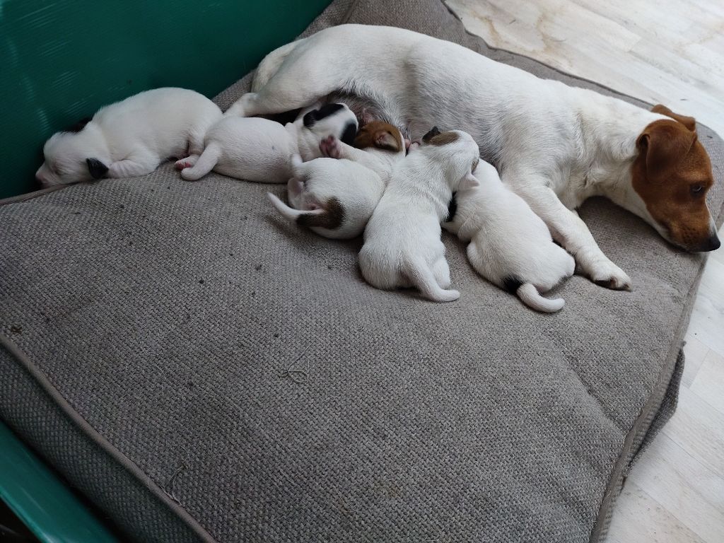 De La Montagne De Marchmp - Jack Russell Terrier - Portée née le 27/09/2025